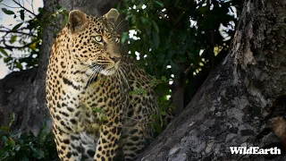 WildEarth - Sunset Safari -  23 February 2024