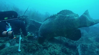 Goliath Grouper helping me take out invasive lionfish