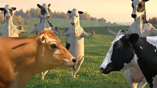 FUNNY COW DANCE 4 - Cow Dance Song Videos 2023