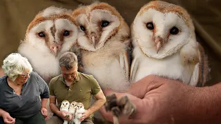 Barn Owl Chicks Develop Extraordinary Bond | Gylfie & Dryer | Robert E Fuller