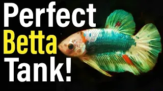 How to set up a Betta Tank