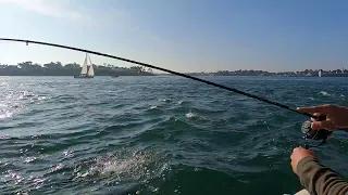 jolie cartouche et beau combat d'un lunker du golfe du Morbihan