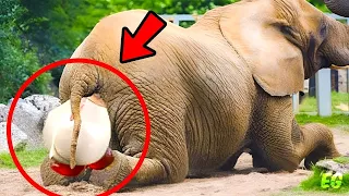 Elefant bringt seltenes Baby zur Welt. Wenige Minuten später passiert etwas Unglaubliches