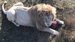 Понервничали в погоне за куском мяса!