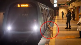 A dog takes the subway every day, and a man puts a tracker on him