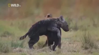 Hyena attack Buffalo - National Geographic Wildlife