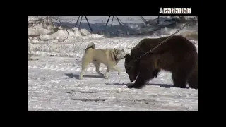 Лайки Якутии 2014 по медведю 1