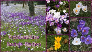 Baden-Baden, Krokusblüte 🌸🌺🌸, Lichtentaler Allee und Kaiserallee