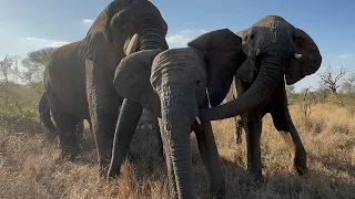 Sebakwe Chases After Young Elephant, Timisa to Mount Her 😱
