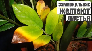 УЖАС!!! ЖЕЛТЕЮТ ЛИСТЬЯ ЗАМИОКУЛЬКАСА - ЧТО ДЕЛАТЬ? 🌸 Как вы убиваете свои растения