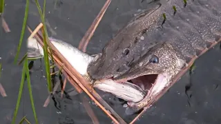 Даже у опытных рыбаков задрожали руки, когда они увидели это чудо!