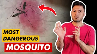 Mosquitos are more dangerous than you think | Ferozee