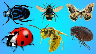 simple english learn insects for all