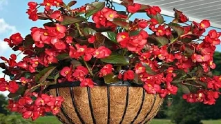 Top 9 Most Beautiful Flowers For Hanging Baskets