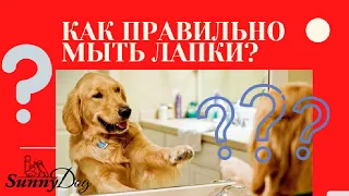 Как правильно мыть лапы после прогулки собаке: советы  профи