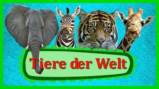 TIERE DER WELT 🦁 Deutsch Doman Karten | Padagogische Karten Doman