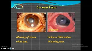 Emergency Situations in Ophthalmology : Nursing Management and Treatment of Ocular Emergencies