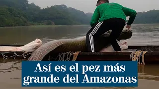 Así es el pez más grande del Amazonas que estuvo a punto de desaparecer