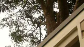 kookaburra.MOV