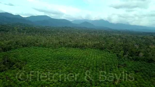 Palm oil plantations and Taman Negara National Park, Malaysia. 74169.uhd