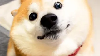 Shibe is very surprised when his family suddenly appears after a long absence.