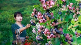 Use blueberry for Chinese food，ice cream，and blueberry sauce藍莓成熟了，摘回來做冰淇淋，餐包和慕斯，多的做成藍莓醬丨Lizhangliu