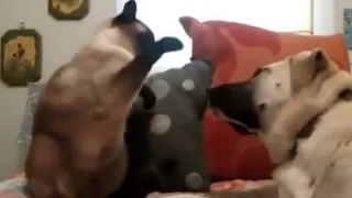 Кошки против собак. Cats vs Dogs FUNNY