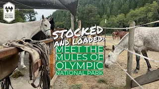 Meet the Mules of Olympic National Park