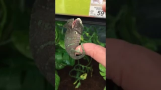 Baby Chameleon hissing