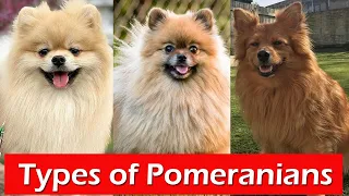 5 Different Types of Pomeranians | Types of Pomeranian - That are popular today