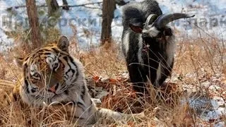 Tiger Still Friends With Goat He Was Supposed to Eat For Lunch 5 Weeks Ago