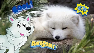 Watch Arctic Foxes in the Wild🦊 | Winter Adventure❄️ | Theme-Based Learning for Kids📚
