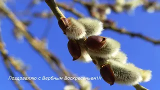 Поздравляю с Вербным Воскресеньем!!!🌞🌞🌞 Congratulations on Palm Sunday!!!🌞🌞🌞