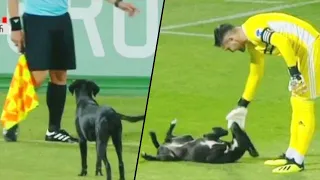 Playful Stray Dog Interrupts Professional Soccer Game in Georgia