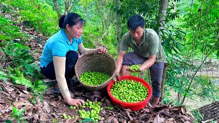 Journey Together we harvest canarium fruit to sell. Life building diary - Forest life skills