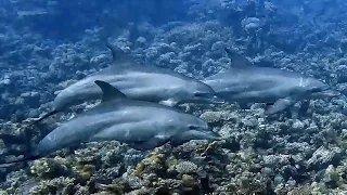 Dolphins at Shaab El Erg