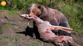 15 Brutal Moments When Grizzly Bears Hunt Mercilessly