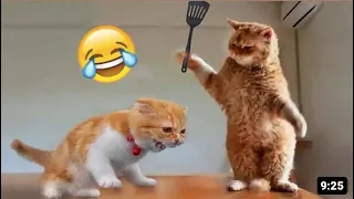 Funniest Animals😂 2024 New Funny Cats and Dogs Videos Part🤣😍#Funny#Pets #Funny #Cats #viral