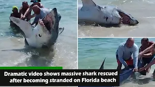 News: Dramatic video shows massive shark rescued after becoming stranded on Florida beach, SUNews