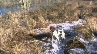 German Shorthaired Pointers Pheasant Hunting NH 2011 remix #5