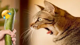 TRY NOT TO LAUGH 🐱🤣 Funny Animal Moments 2024 😂