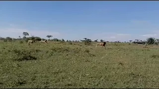 Half tail Male Lion was chased away by 2/5 Enkoyanai boys | Lion Warfare