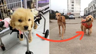 A Paralyzed Puppy Becomes a Guard Dog, Super Rescue, Little Jinbao’s Story