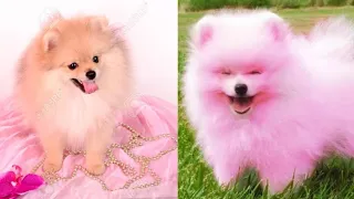 Most Famous Pomeranian TikTok Compilation 2022 | Funny and Cute Dog Pomeranian😍🐶| Funny Puppy Videos