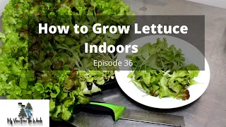 How to Grow Lettuce Indoors All Year Long