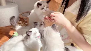 The cute cats and kittens are having a buffet~ | Ragdoll Pt 95