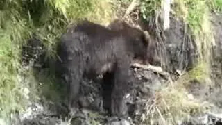 Alaska Fishing Trip - Bear eating Salmon