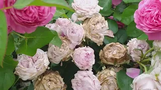 РОЗОВЫЙ РАЙ - коллекция розовых роз!