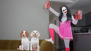 Dogs vs Zombie Cheerleader Prank: Funny Dog Maymo & Potpie Pranked on Halloween by Cheerleader