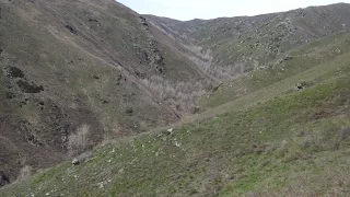 Охота на медведя в Восточно-Казахстанской области (Зыряновский  район)